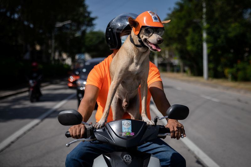 Dog Bogie