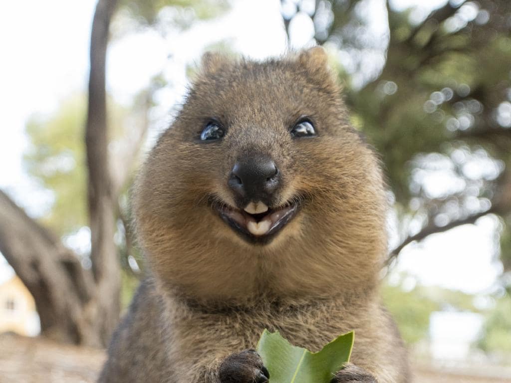 quokka.jpeg