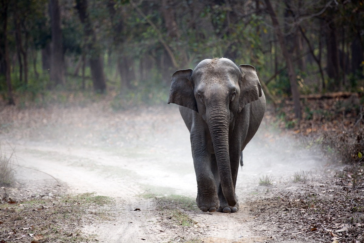 vidět tygry - národní park Jim Corbett