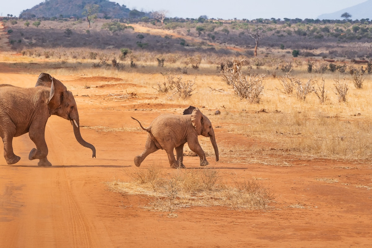 africké safari - sloni