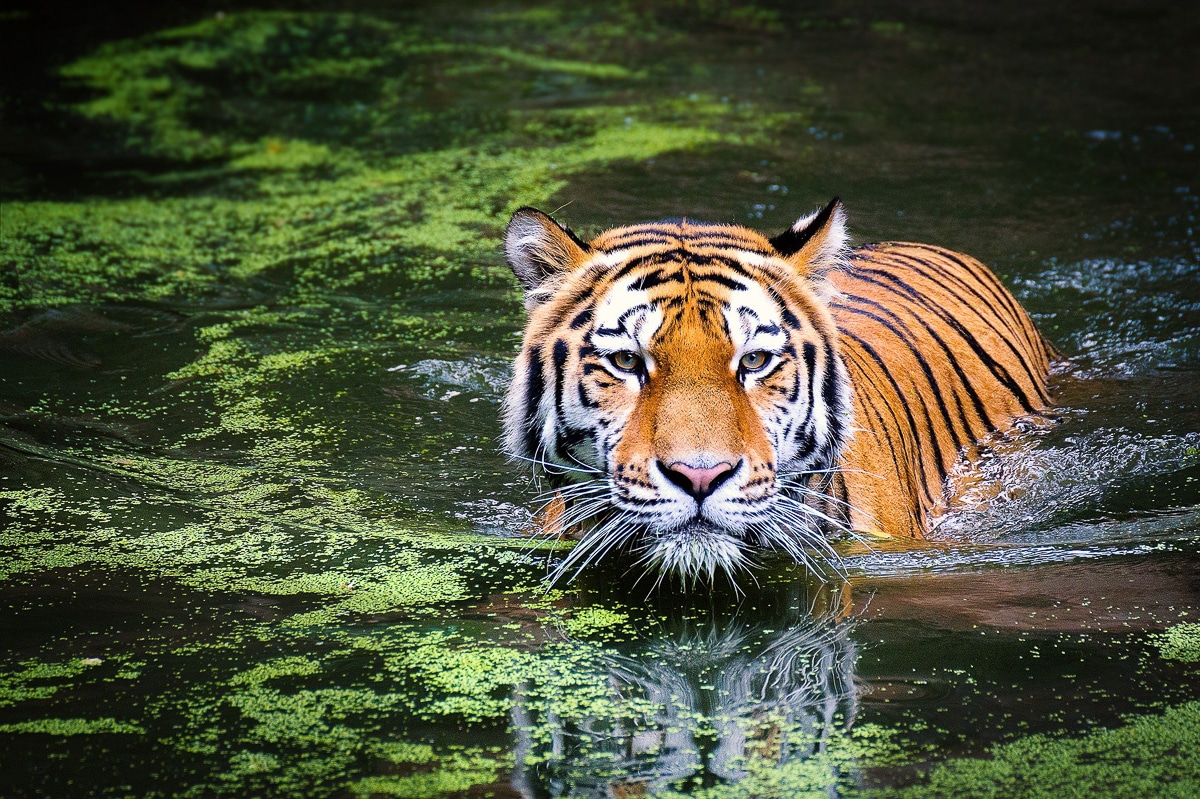 vidět tygry - národní park Satpura