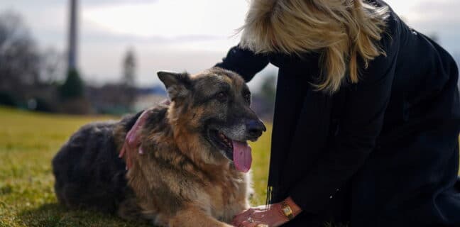 U.S. First Lady Jill Biden pets one of the family dogs, Champ