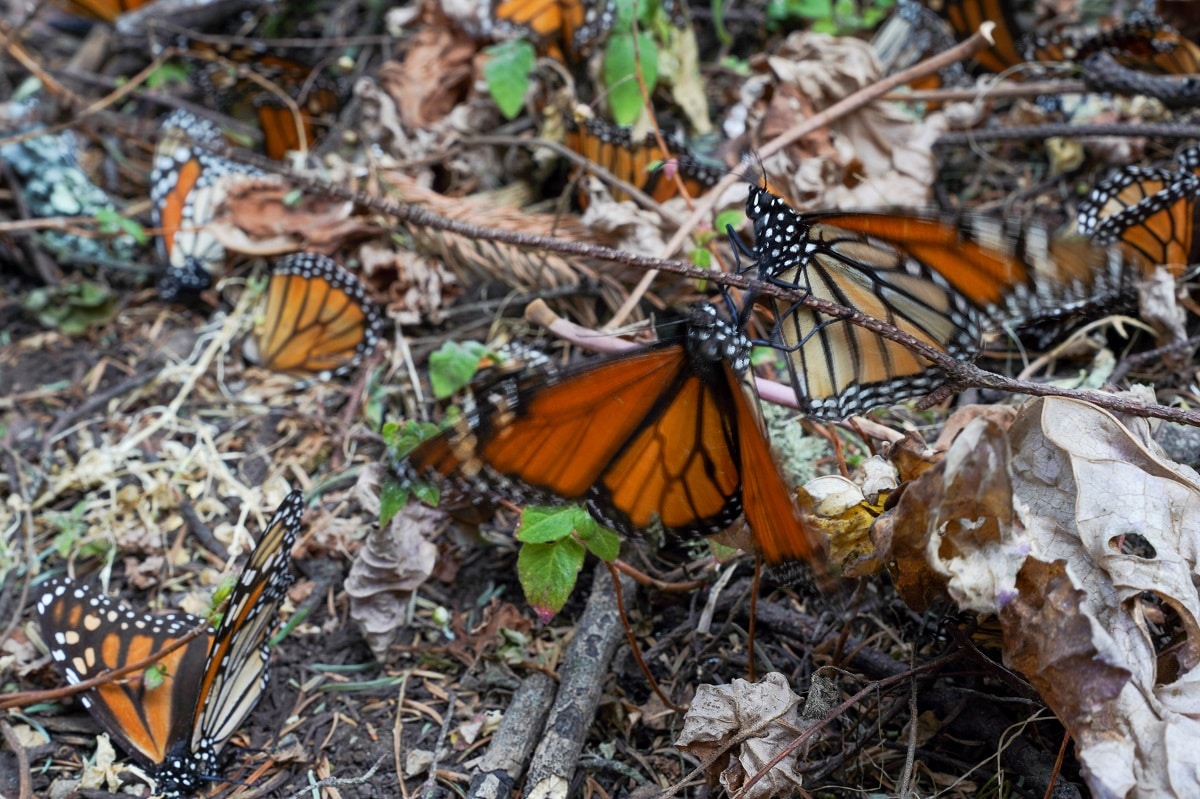 Monarcha stěhovavý. Foto: Reuters