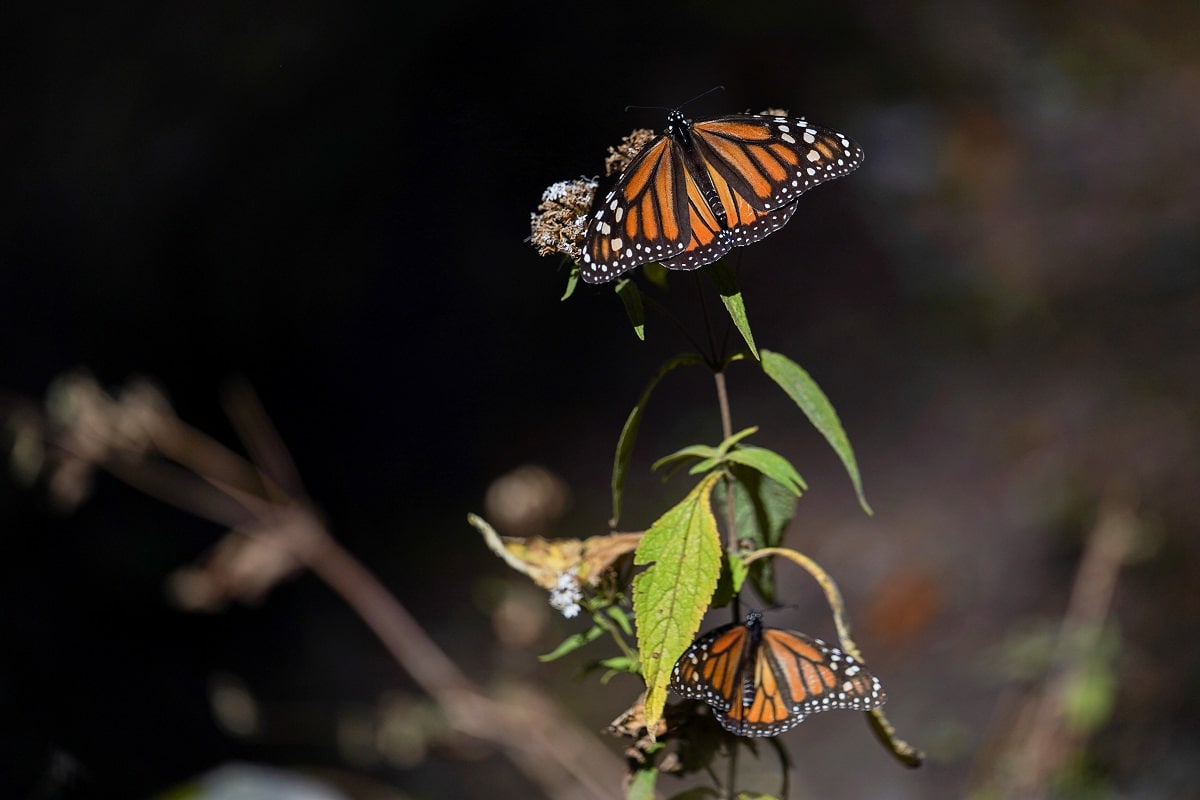 Monarcha stěhovavý. Foto: Reuters