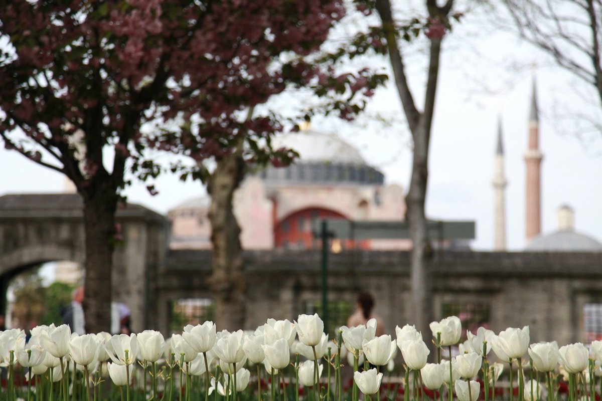 Turecko - tulipány