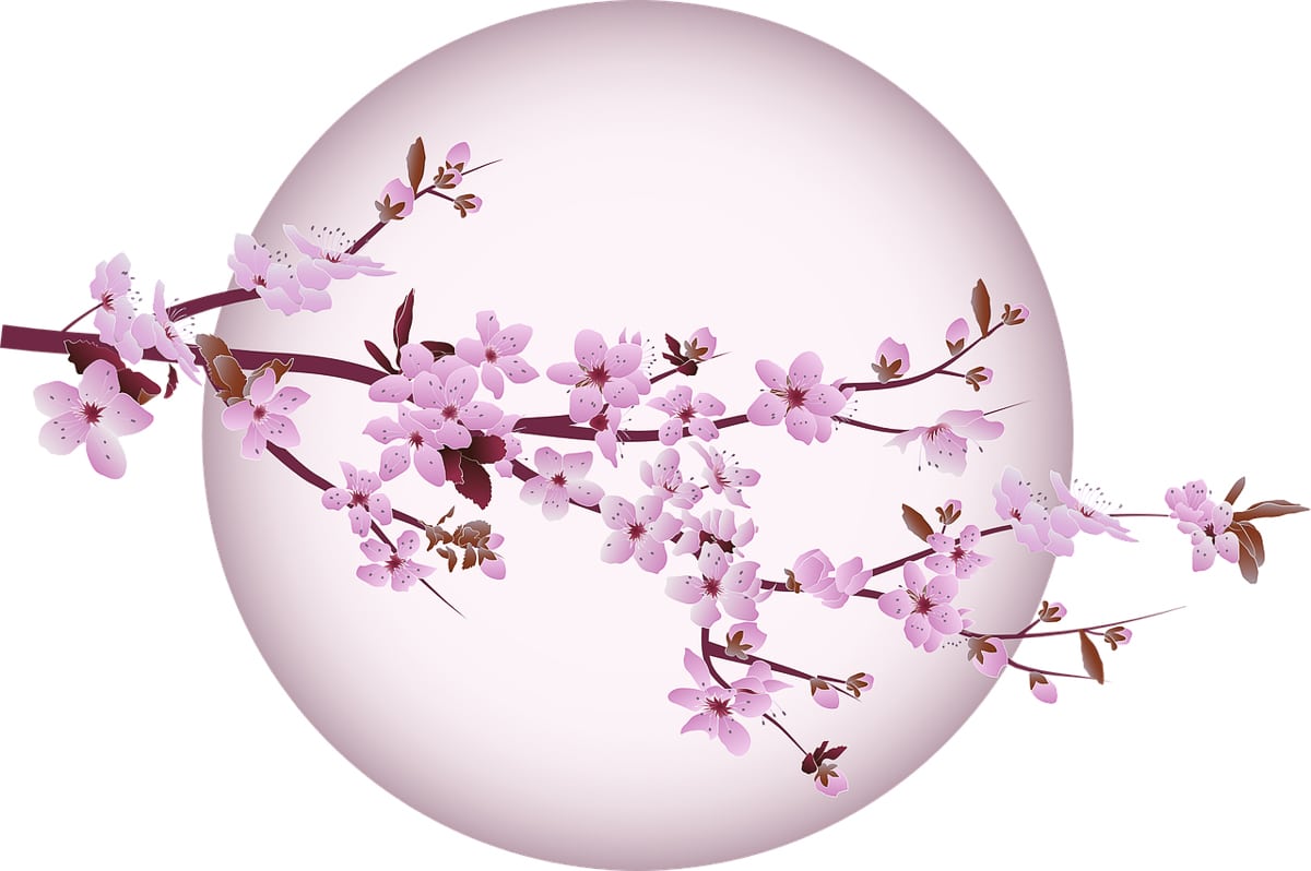 v Japonsku kvetou sakury