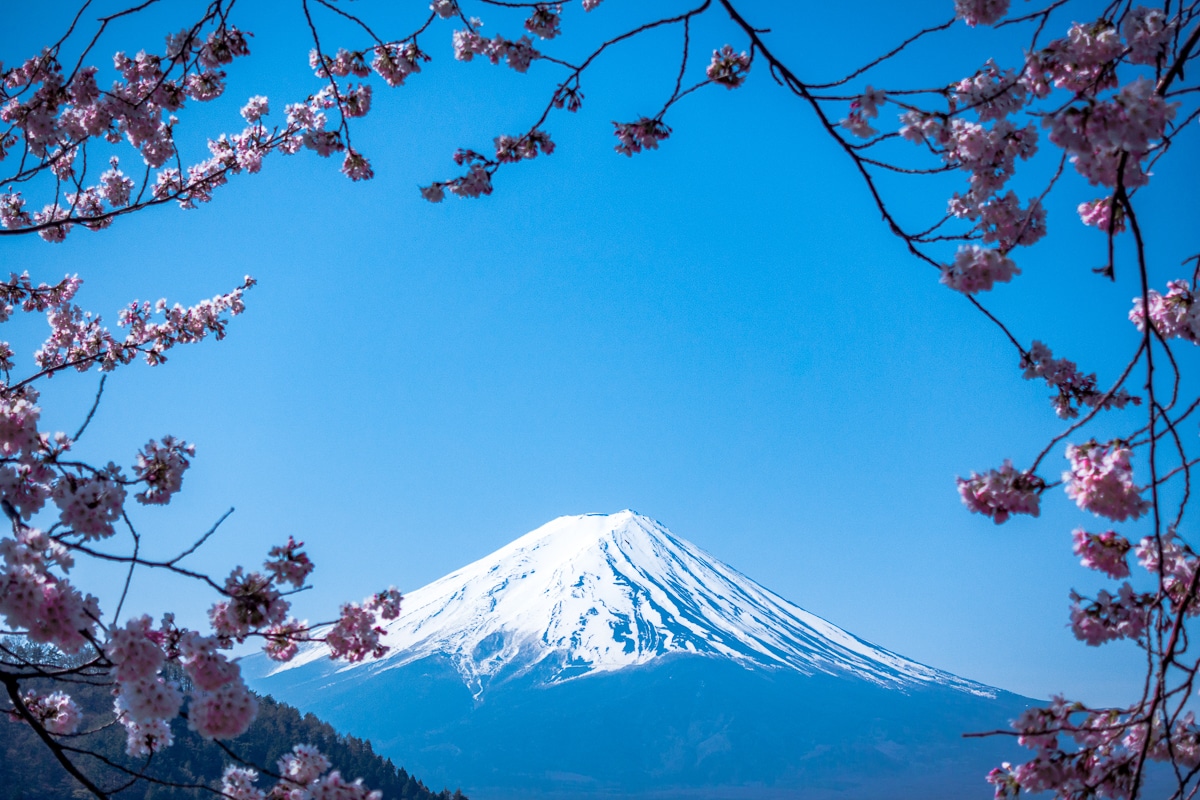 v Japonsku kvetou sakury