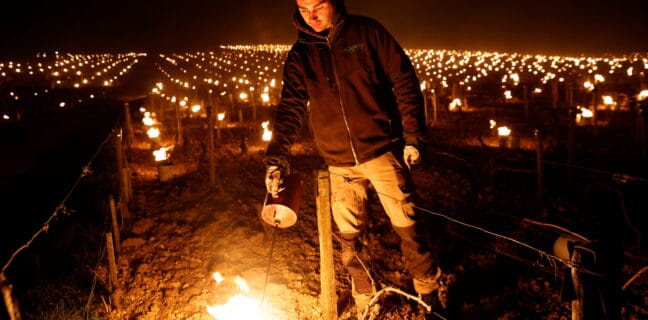 Vinaři ve vinicích zapalují louče, aby ochránili úrodu