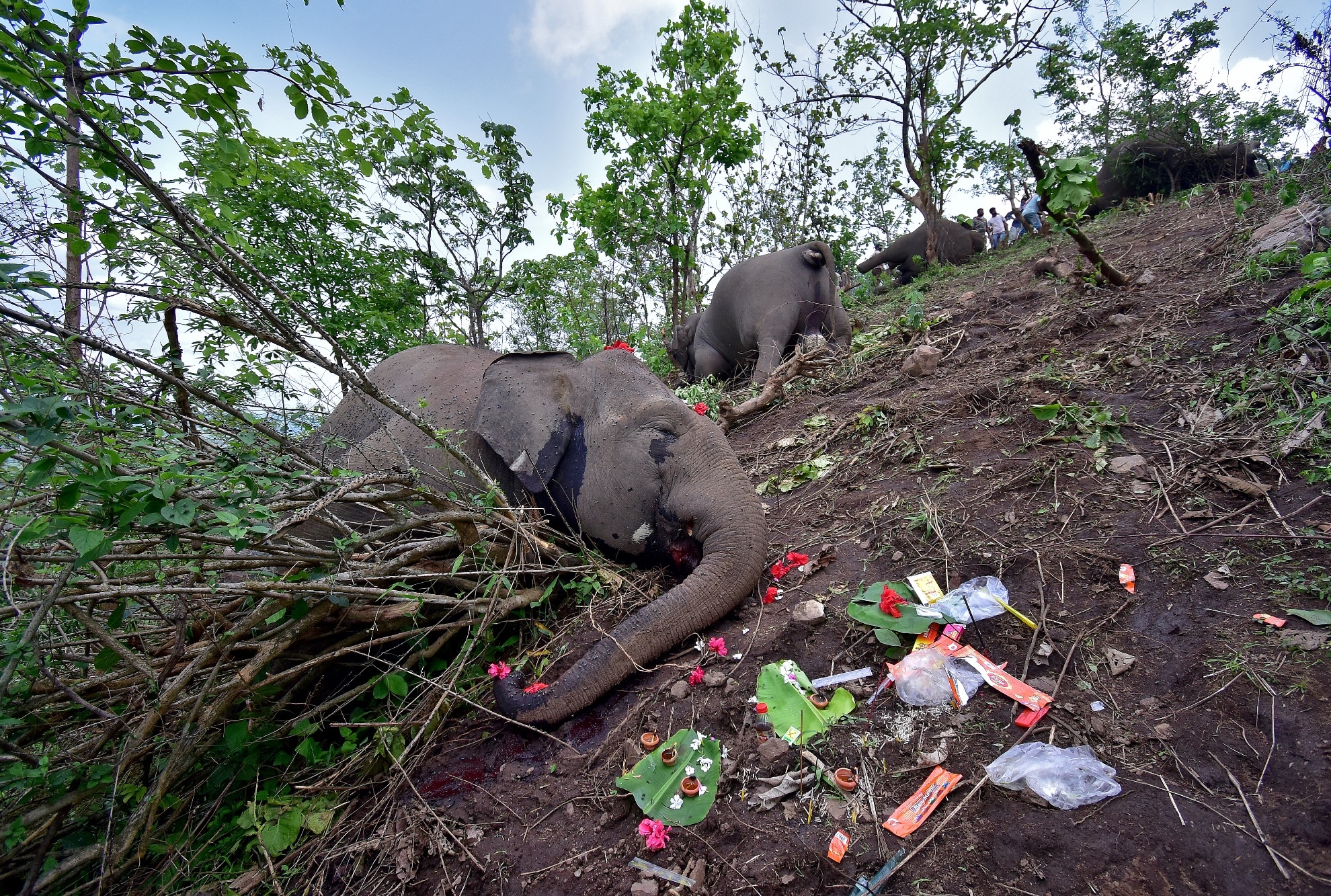 V Indii bylo nalezeno 18 mrtvých slonů
