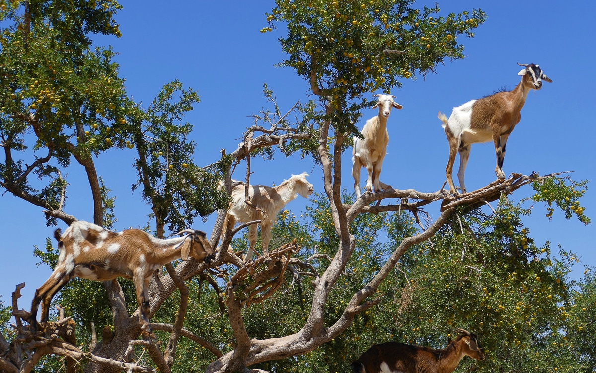 stromové kozy v Maroku