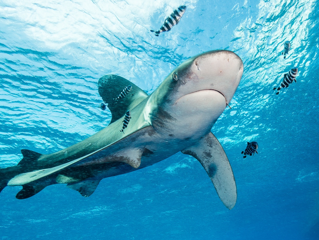 plavání se žraloky