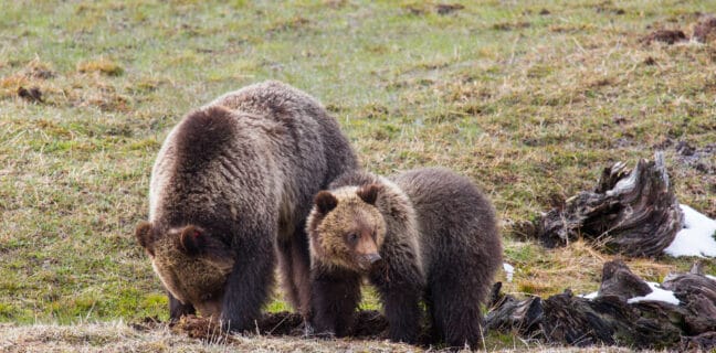 Přes zákaz v národním parku provokovala medvědy