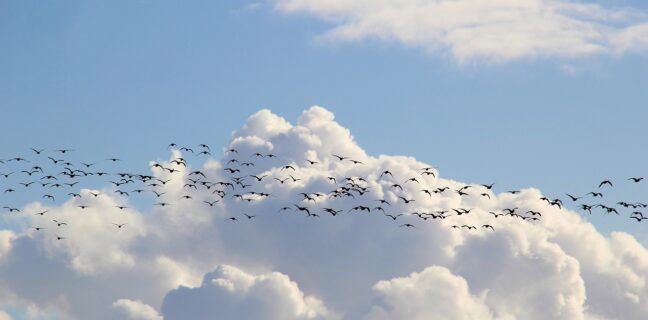 Ptačí migrace