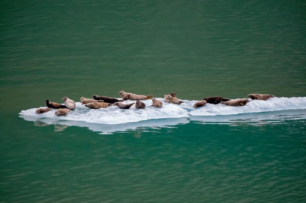 Mláďata tuleňů měnit tón hlasu