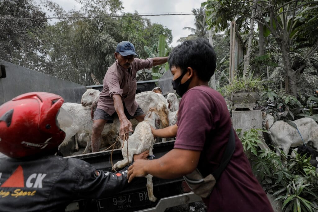 Místní obyvatelé evakuují svá hospodářská zvířata, Sumberwuluh