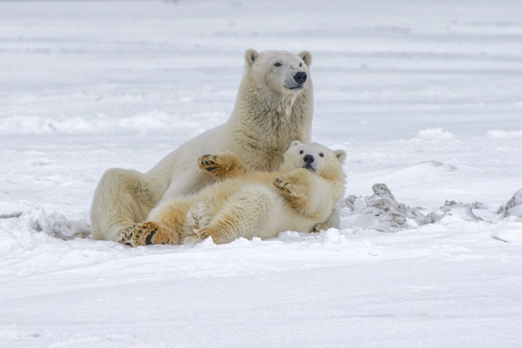Lední medvěd, matka s mládětem