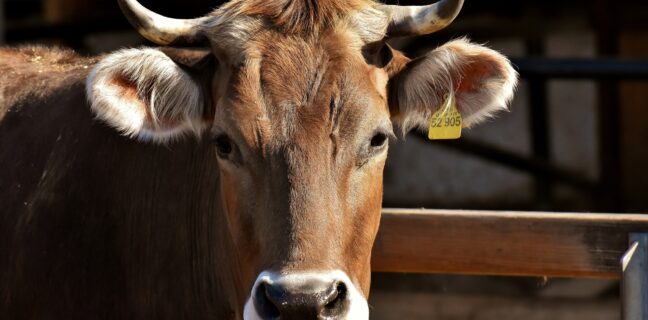 Farmář nutí své krávy nosit VR brýle, chce tak zvýšil produkci mléka