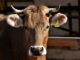 Farmář nutí své krávy nosit VR brýle, chce tak zvýšil produkci mléka