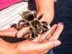 Populární youtuber objevil nový druh obří tarantule Taksinus
