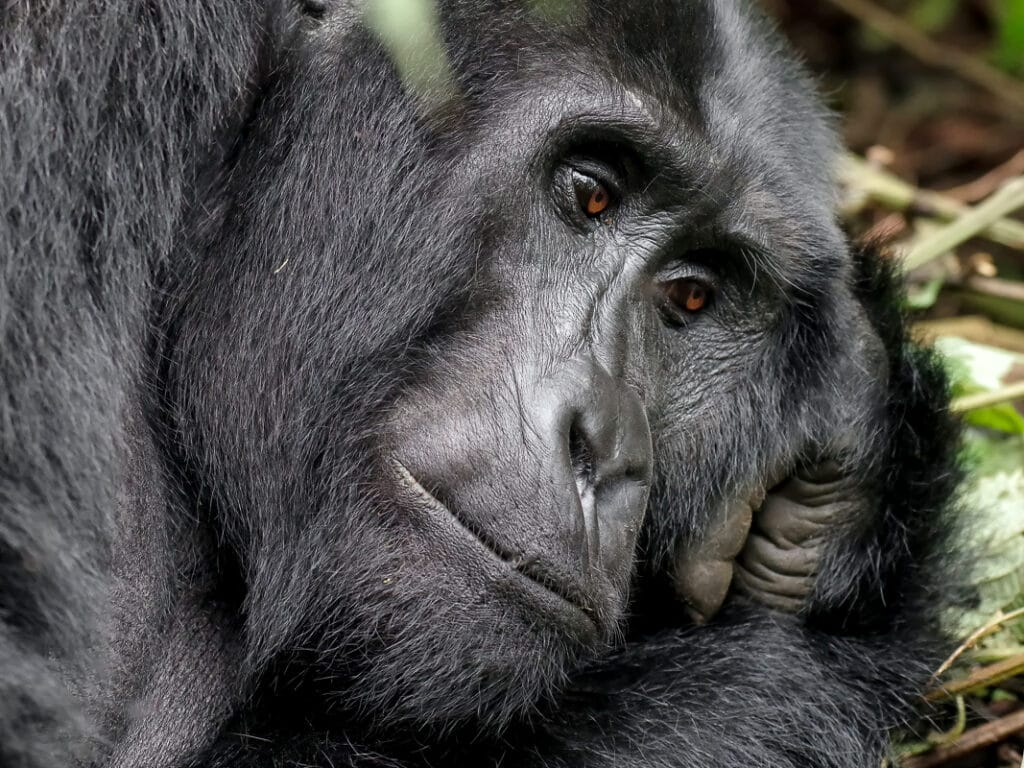 Rwanda gorily místní komunita turismus