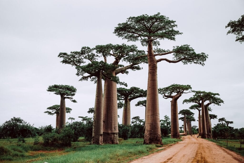 druhy stromů na světě