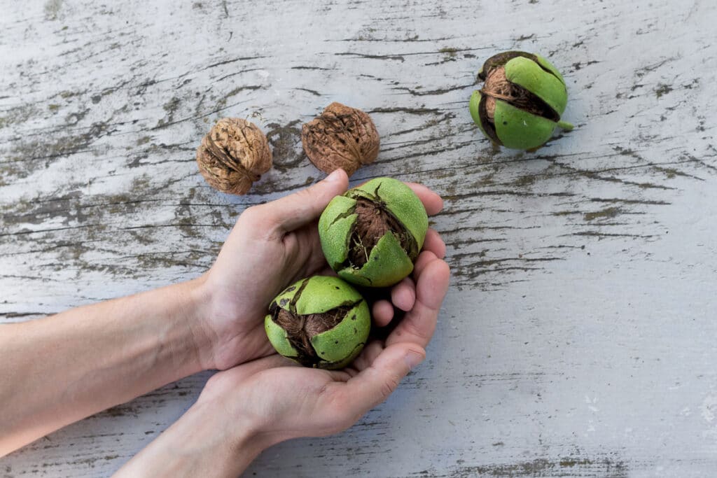 Vlašské ořechy zpomalit stárnutí