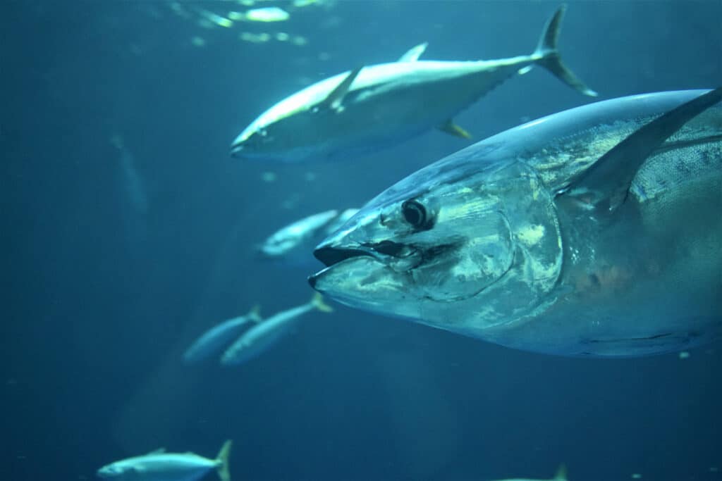 tuňák nutriční zdravotní přínosy