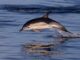 Vyšší počet uhynulých delfínů v Černém moři podle vědců souvisí s válkou