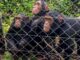 V útulku pro šimpanzí sirotky v Kongu je 112 zvířat, návrat do lesa je obtížný