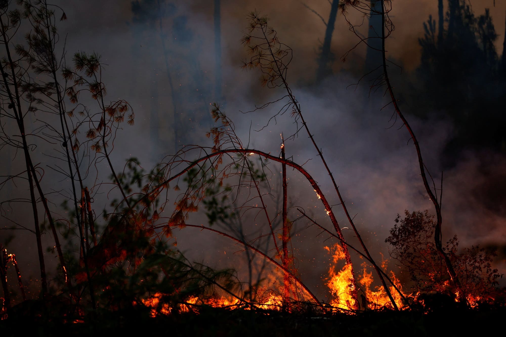 Hořící stromy v regionu Gironde