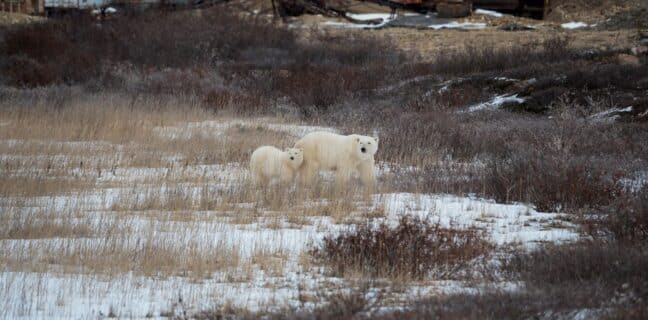 Lední medvěd v Norsku zranil francouzskou turistku