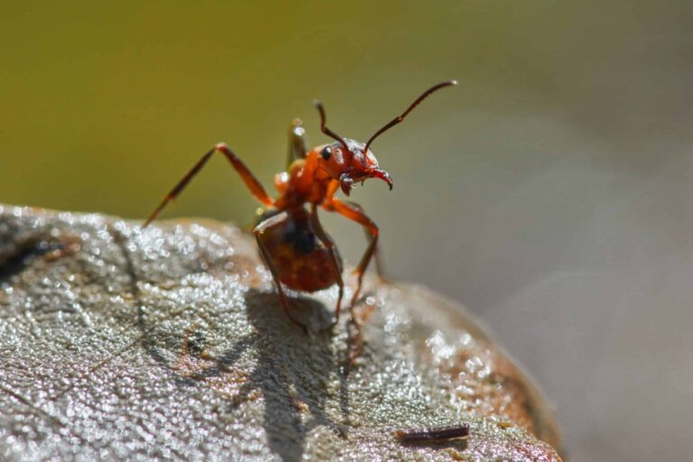 Zemi nevládne člověk, ale mnohem početnější mravenci