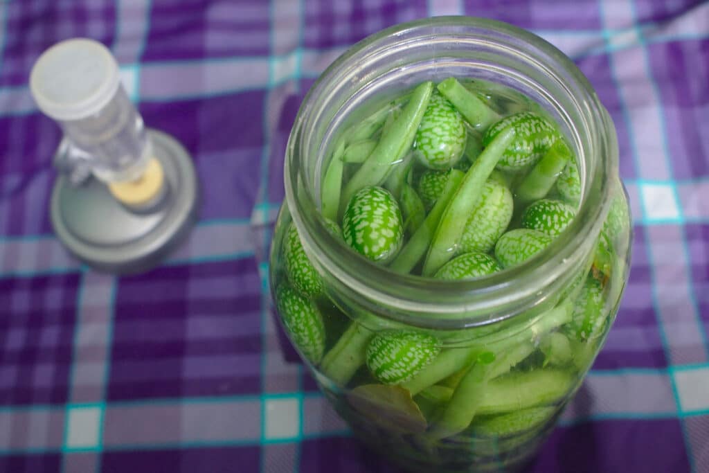 tipy pro domácí kvašení a nakládání zeleniny