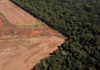 Lidská činnost zničila více než třetinu Amazonie