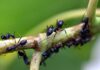 Mravenci dokáží v moči rozeznat rakovinu, zjistili vědci