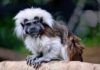 Z dallaské zoo někdo ukradl dvě opice