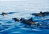 Stovky mrtvých delfínů vyplavených na francouzské pobřeží
