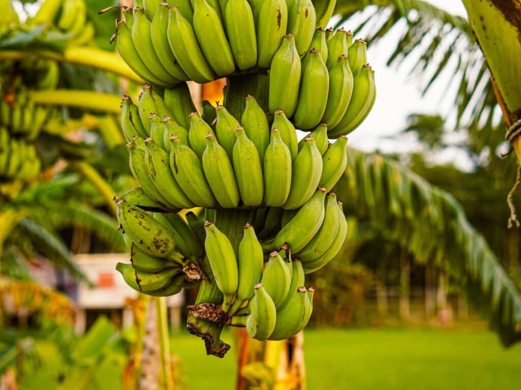 zdravotní přínosy banánů