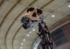 Dinosaurus s nejdelším krkem