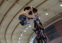 Dinosaurus s nejdelším krkem