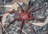 Nově objevený pavouk Euoplos Dignitas