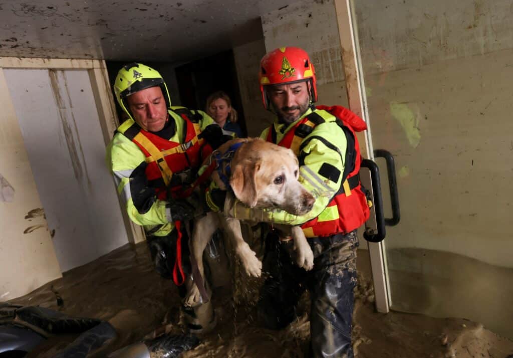 I vigili del fuoco evacuano un cane da una casa allagata