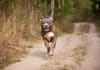 Pitbulteriér