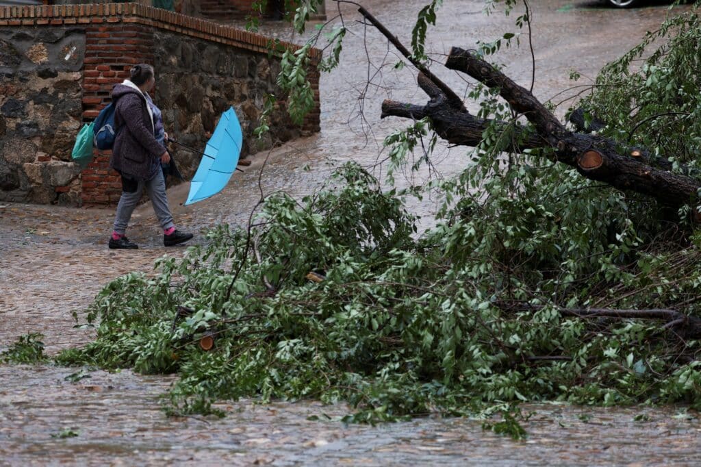 Spadlý strom po bouři v Toledu
