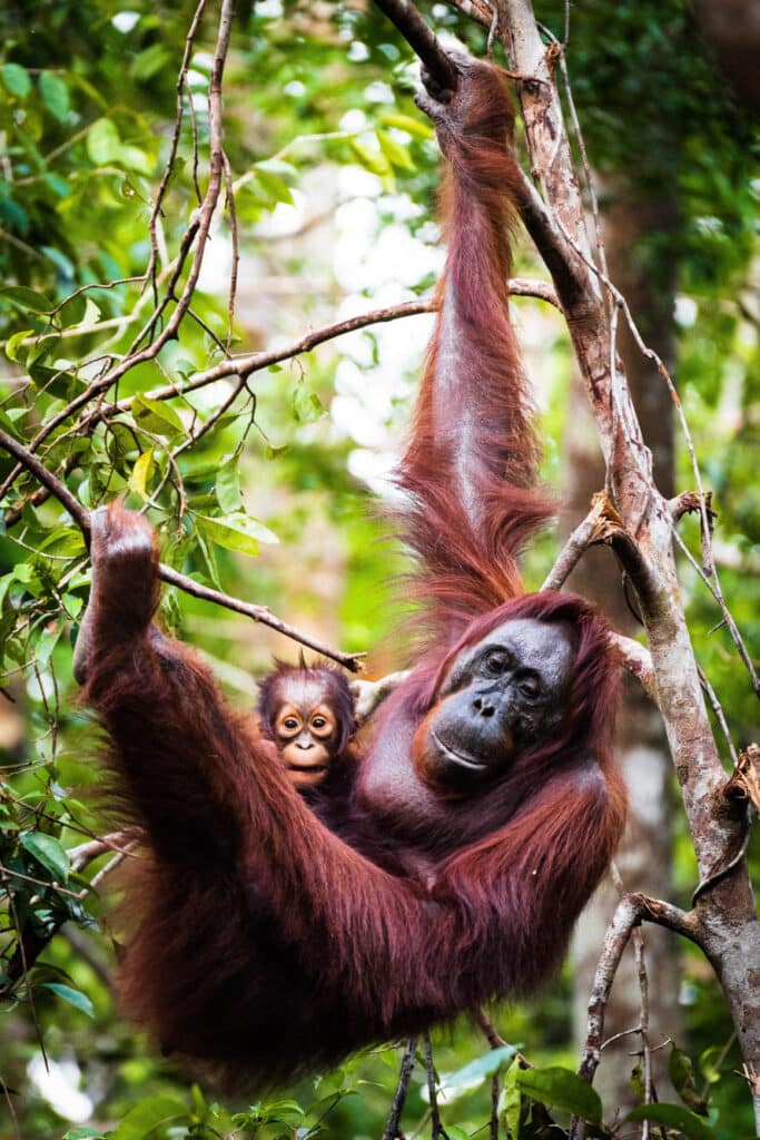 pozorování goril orangutanů