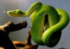 Věda ukazuje, jak hadi získali evoluční výhodu před konkurencí