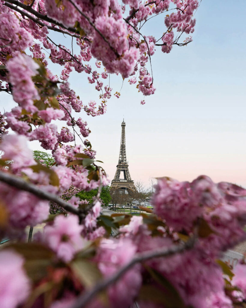 třešňové květy sakury Evropa