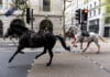 Několik jezdeckých koní řádilo v centru Londýna a zranilo několik lidí