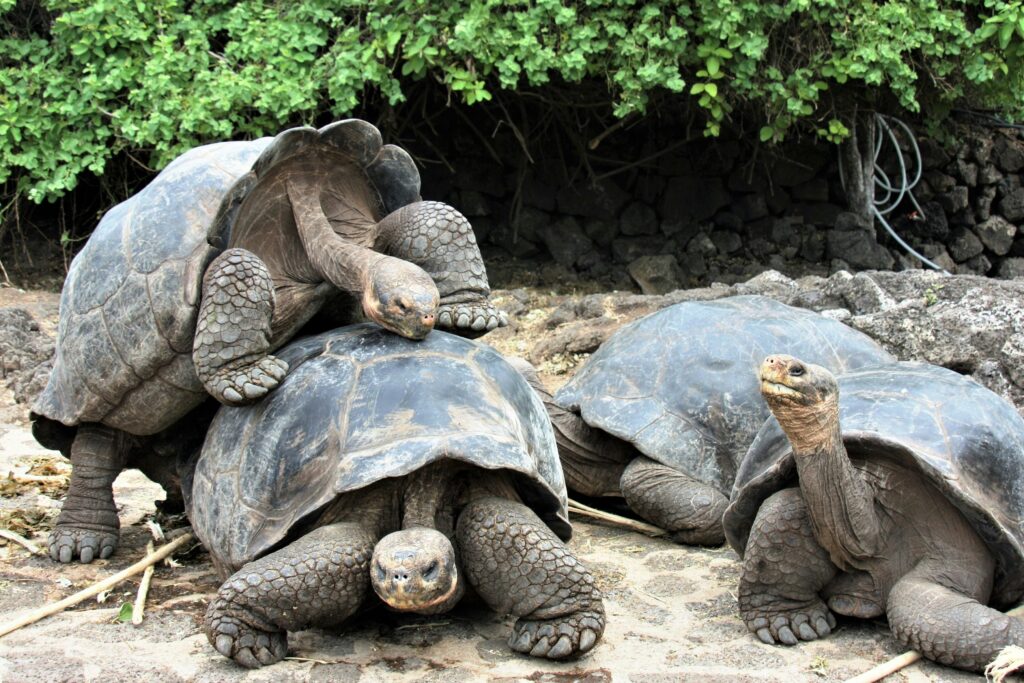 Želvy na Galapágách