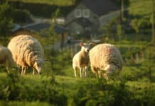 Ve Francii zapsali do vesnické školy čtyři ovce, aby splnili kvótu na počet žáků